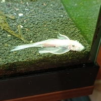 Ancistrus Snow White pinne a velo