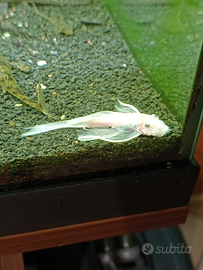 Ancistrus Snow White pinne a velo
