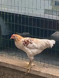 Le mie Galline, Pulcini e colini Virginia