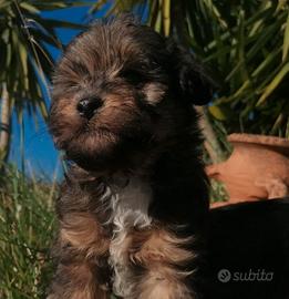 Maltipoo cucciolini toy