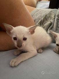 Siamesi purissima razza gattini