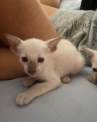 Siamesi purissima razza gattini