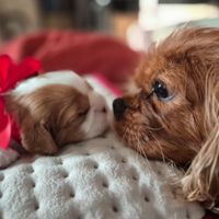 Cucciolo cavalier king charles spaniel