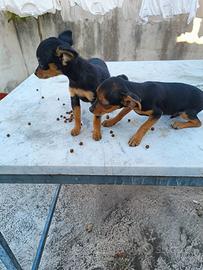 MINI PINSHER