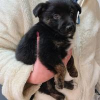 Cucciola taglia medio contenuta