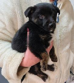 Cucciola taglia medio contenuta