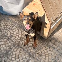Pinscher femmina 3 anni in adozione