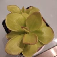 pianta carnivora Pinguicula guatemala