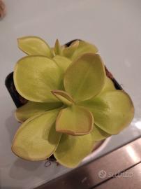 pianta carnivora Pinguicula guatemala