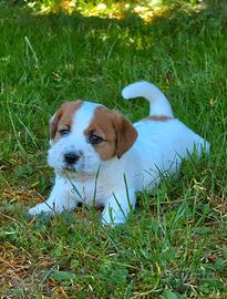 Jack russell con Pedigree