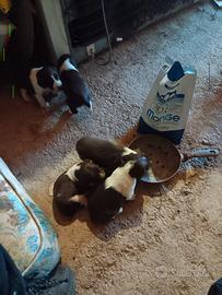 Cuccioli di springer spaniel