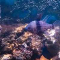Sphaeramia nematoptera pesce cardinale pigiama