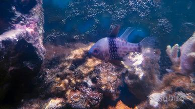 Sphaeramia nematoptera pesce cardinale pigiama