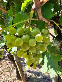 uva da Verduzzo