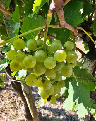 uva da Verduzzo