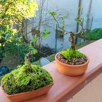 mini bonsai di rosa