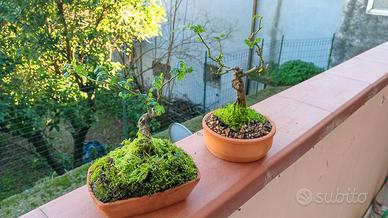 mini bonsai di rosa