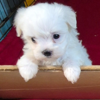 Maltesi toy linea coreana