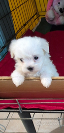 Maltesi toy linea coreana