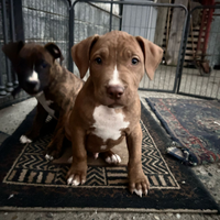 Vendita cuccioli di pitbull