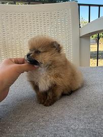 Spizt pomerania