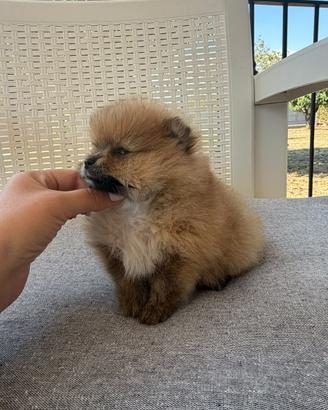 Spizt pomerania