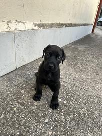 Cucciolo cane corso
