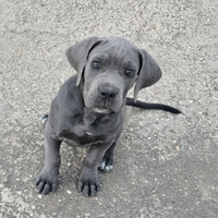 Cuccioli di cane corso