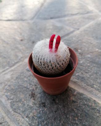 pianta grassa (epithelantha bokei v. neomexicana) 