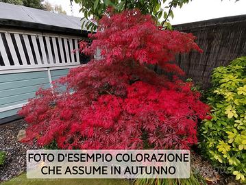 Acer Palmatum dissectum Garnet rosso Anguillara S.