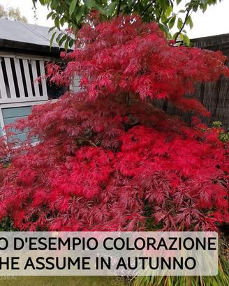Acer Palmatum dissectum Garnet rosso Anguillara S.