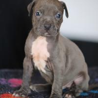 Cuccioli di American Pit Bull Terrier anche a rate