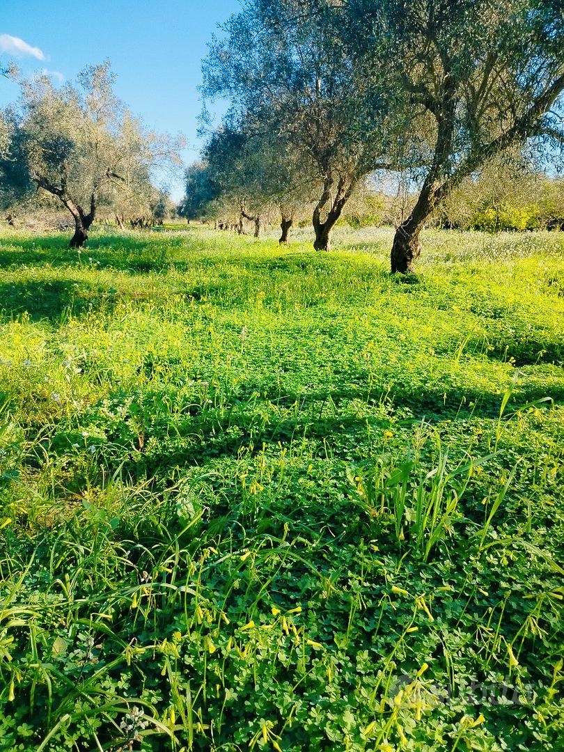 Terreno agricolo - Vista 2