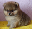 cucciolo-di-spitz