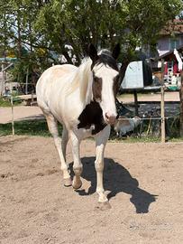 Paint Horse