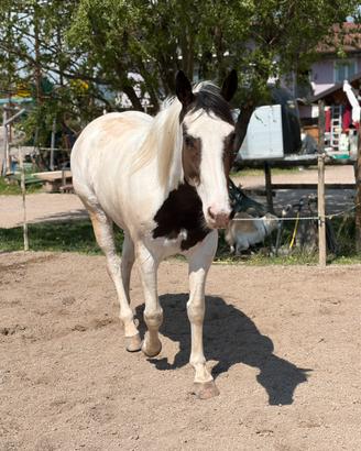 Paint Horse