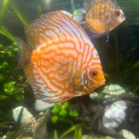 Discus