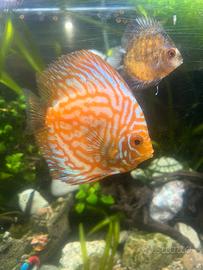 Discus