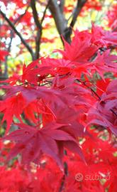 Acero Yamamomiji bonsai 