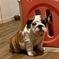Bulldog inglese