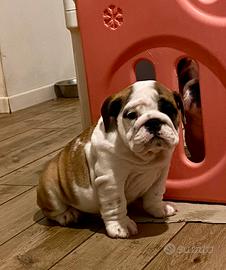 Bulldog inglese