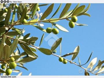 TER. AGRICOLO A CAROVIGNO