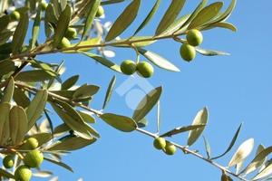 TER. AGRICOLO A CAROVIGNO