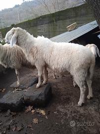 Pecore bergamaschi