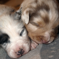 Australian Shepherd pastore australiano famiglia