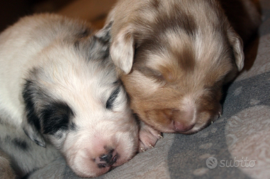 Australian Shepherd pastore australiano famiglia