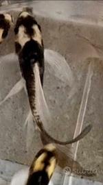 Carpa koi butterfly