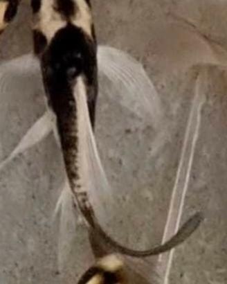 Carpa koi butterfly