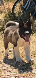 Akita cucciolo