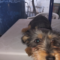 Cane chuwawa originale